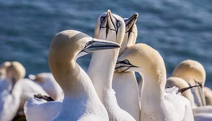 九游下载中心-FaZe被粉丝呼吁加入LCS赛区，faze战队比赛