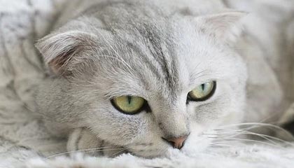 九游游戏中心-亚冠联赛 中国女足复仇 热血时刻令人动容，中国女足亚洲杯夺冠