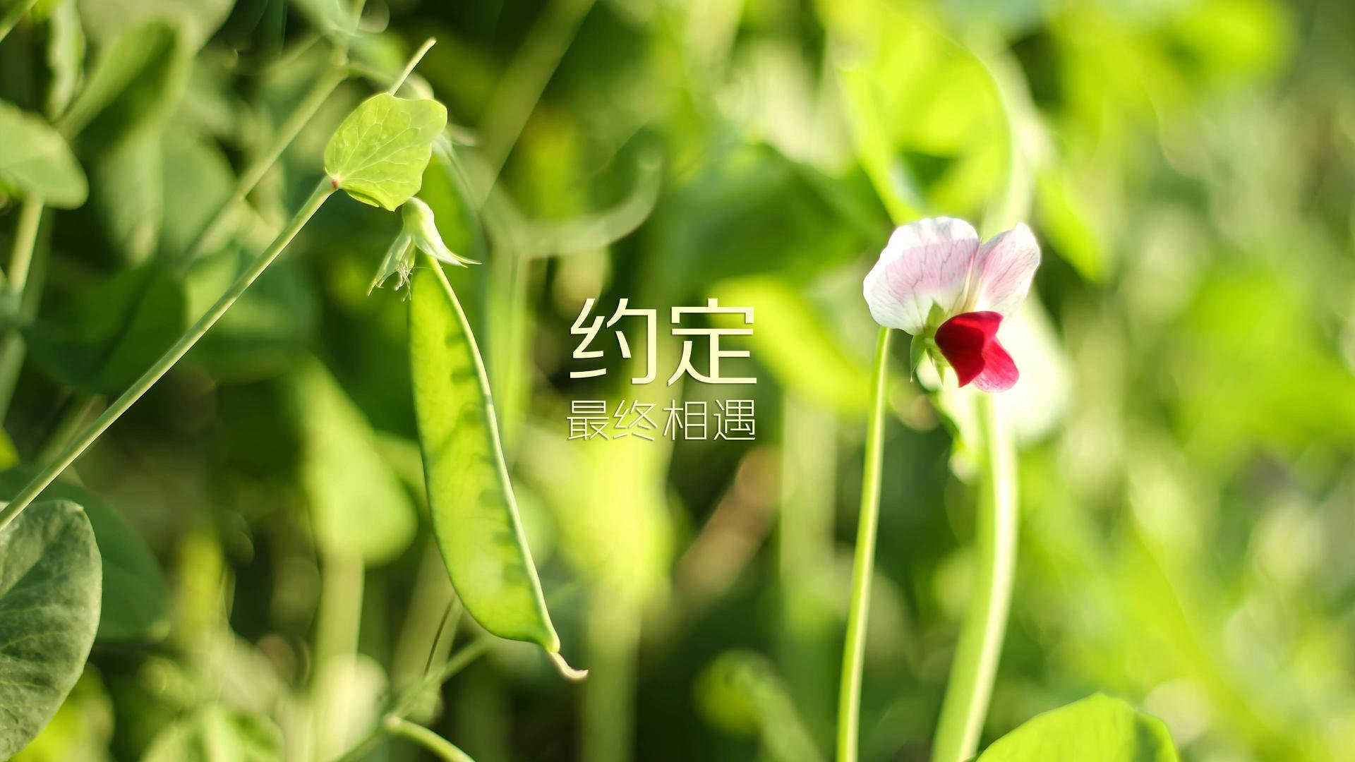 世界足球“梦之队”在欧冠的辉煌时刻，梦之队冠军x球员