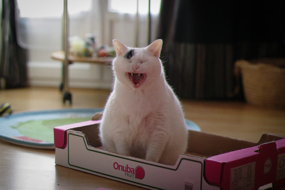 九游娱乐(jiuyou)官网-欧冠中最“冷门”的球队，难以预料的黑马奇迹，欧冠最大冷门