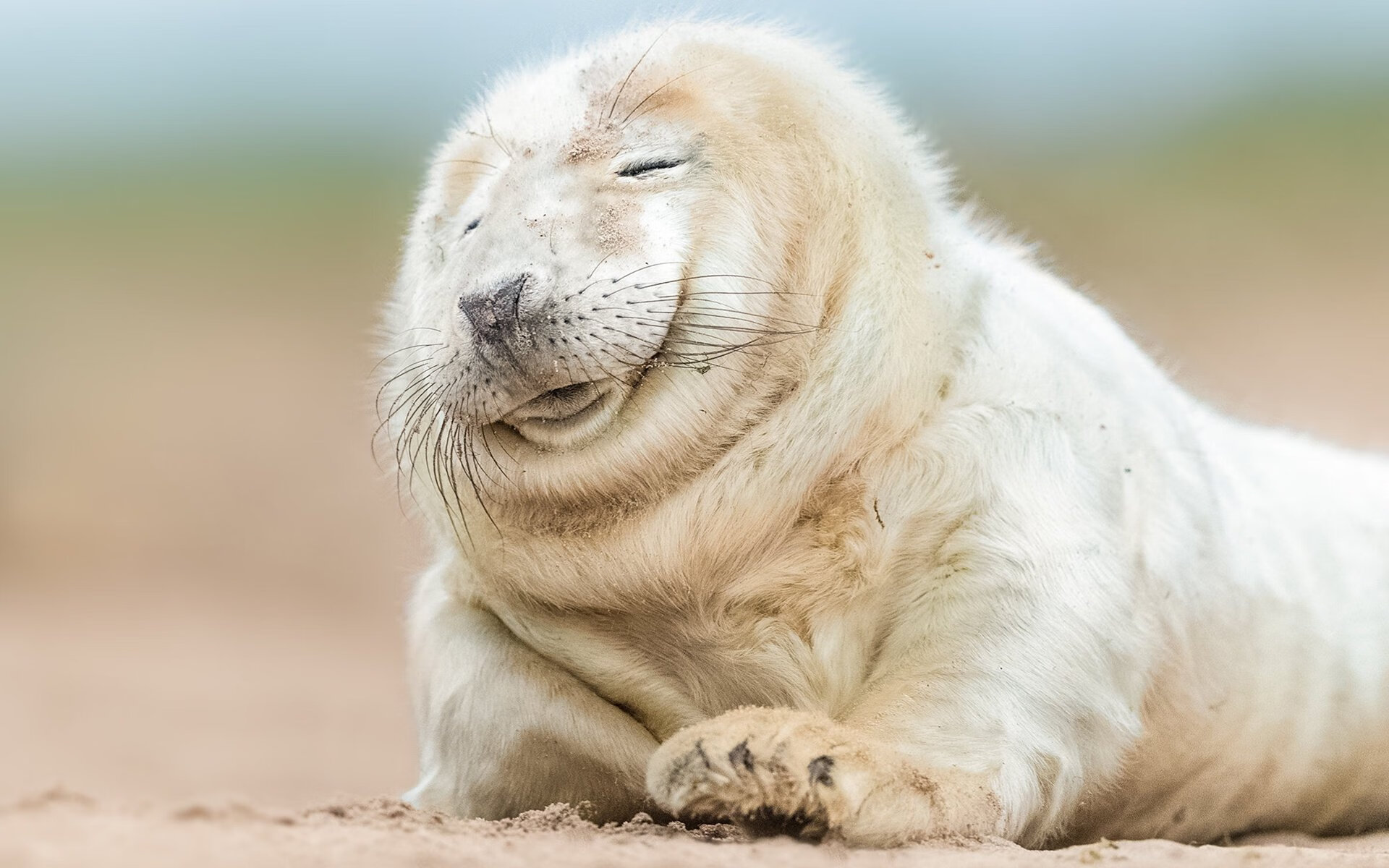 九游-红军在转会市场上出售多名边缘球员，红军球迷是哪个队的