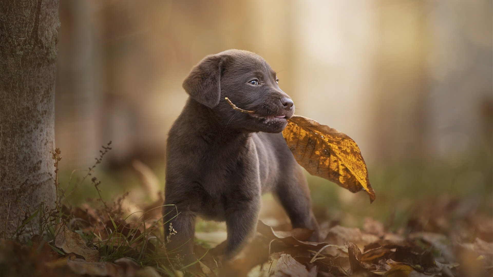 九游APP官网-中国足球职业俱乐部比赛运营管理创新举措落地，足球职业俱乐部运营方案