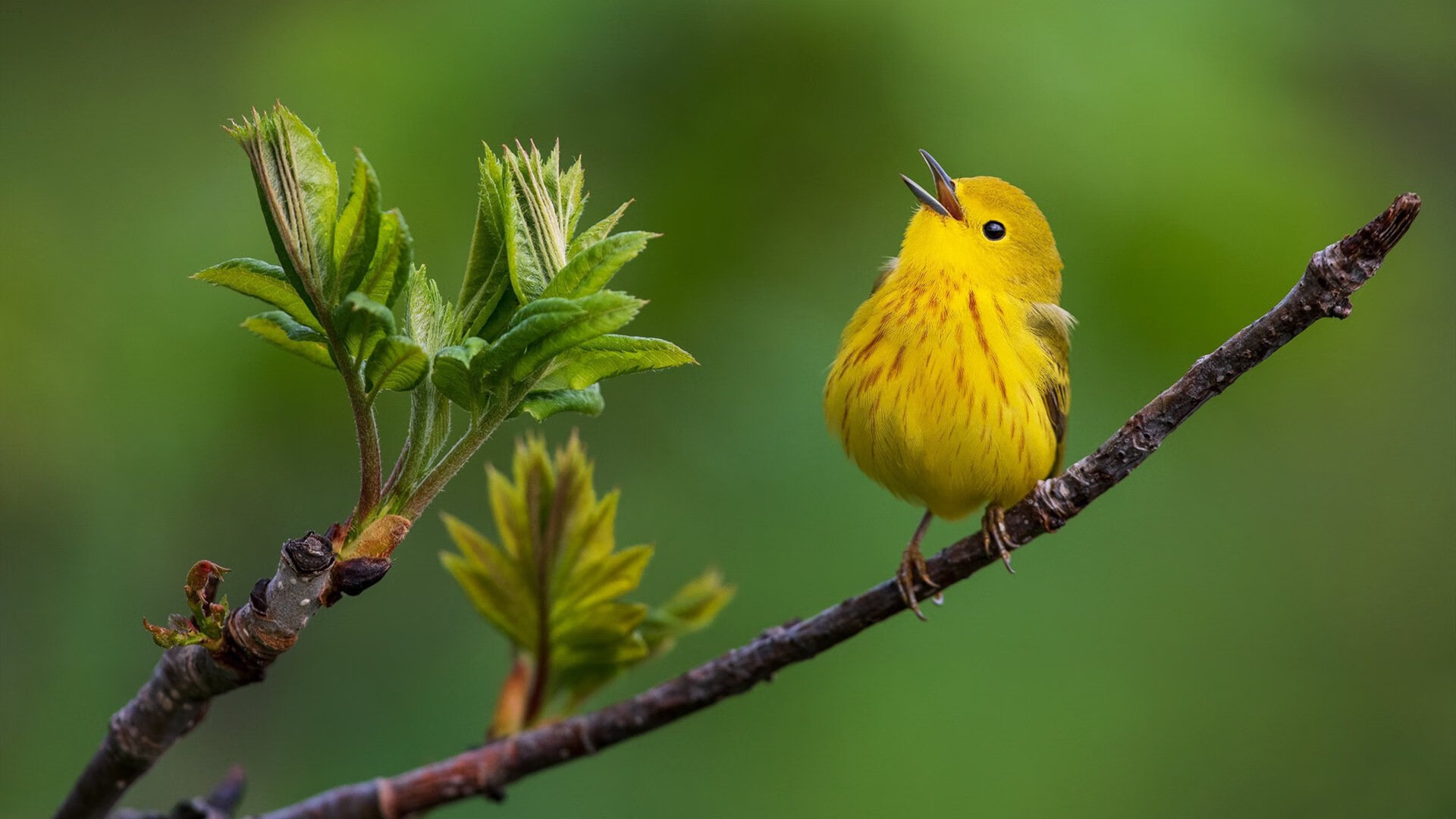 威尔士橄榄球赛事成为全球品牌合作新平台,威尔士输球